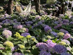 -名花谷生态庄园