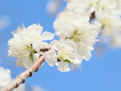 -桃花堤公园