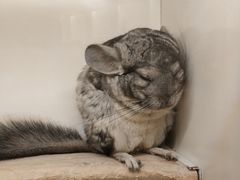 -龙猫仔乐园(惠福东路店)