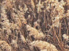 -野鸭湖国家湿地公园