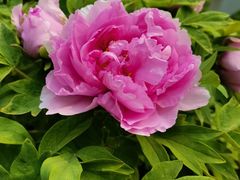 -德克士(北大街店)