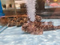 -阿伟海鲜楼·福建菜(延寿店)