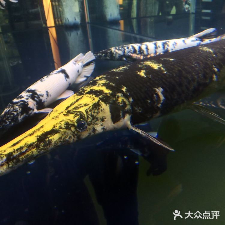 宠物展也太好吸猫撸狗了！[亲亲][亲亲][亲亲]