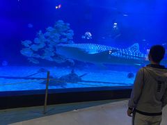 -烟台海昌鲸鲨海洋公园