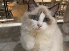 -藏猫猫咖啡主题馆(中央大道店)