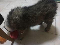 -佑安动物医院·全科·内窥镜中心(幸福巷店)