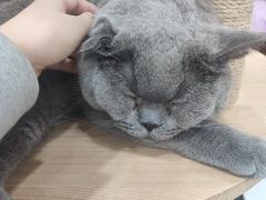 -喵园·猫主题咖啡厅·撸猫·猫咖(国贸店)