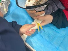 -伟伟宠物医院·CT影像中心·瑞派犬猫综合性门诊(汉口总院)