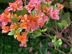 -深圳市中科院仙湖植物园