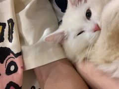 -楼上猫咖(罗湖店)