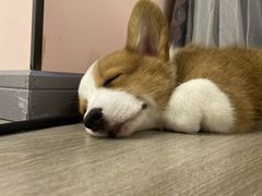 -浣熊柯尔鸭土拨鼠·电玩咖