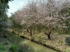 -同里国家湿地公园