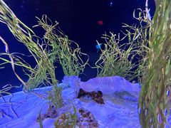 -瑞普利水族馆