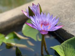 -中国科学院华南植物园