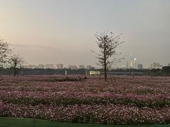 -海珠湖公园