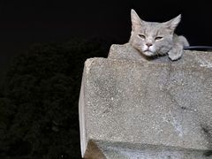 -猫岛主趣味餐厅(鼓浪屿店)