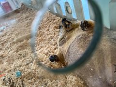 -怪兽屋·羊驼·猫咖·狗咖(俊华广场店)