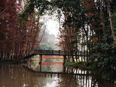 -桤木河湿地公园