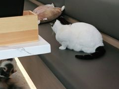 -喵园·猫主题咖啡厅·撸猫·猫咖(国贸店)