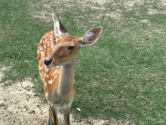 -常州淹城野生动物世界