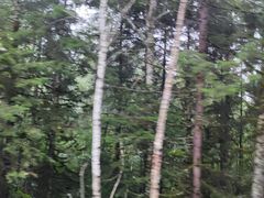 -五营红松林海景区