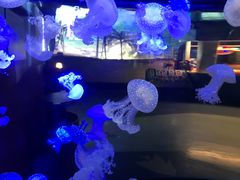 -烟台海昌鲸鲨海洋公园