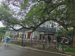 -遇龙河大樟树农家乐