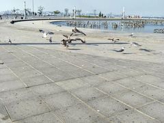 -东港音乐喷泉广场