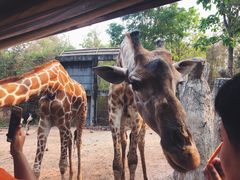 -清迈夜间动物园