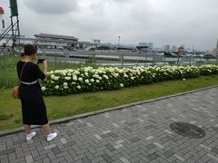 -台场海滨公园船码头
