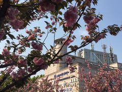 -嘉定紫藤园