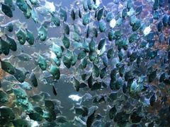 -海合安青岛极地海洋公园