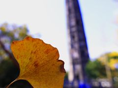 -上海佘山国家森林公园天马山园