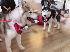 -Husky Go! 哈士奇体验馆·宠物咖啡厅狗咖