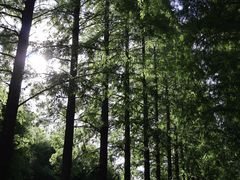 -黄海国家森林公园