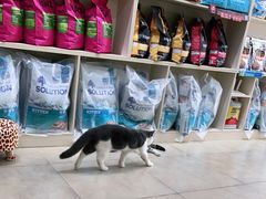 -老吴的猫·猫舍(新区店)