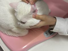 -御宝贝·A梦猫科宠物医院(国际猫友好医院)