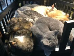 -more than meow吴止猫主题餐厅(承德 中船汇店)