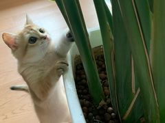 -momokira米努特·德文卷毛猫·棉花面纱犬