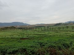 -光明小镇欢乐田园
