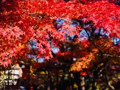 -常寂光寺