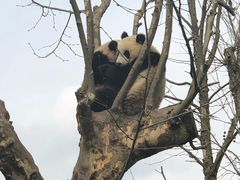 -都江堰中华大熊猫苑