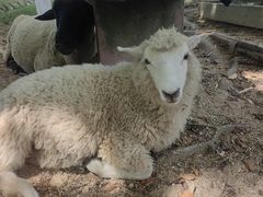 -神户市立六甲山牧场