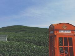 -龙坞茶村