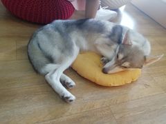 -Husky Go! 哈士奇体验馆·宠物咖啡厅狗咖