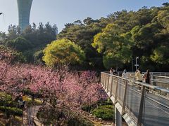 -狐尾山公园