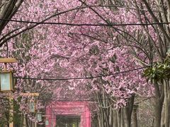 -洛阳市隋唐城遗址植物园