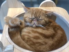 -飞行喵MR PILOT|猫舍·猫咖(静安大融城店)
