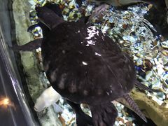 -迪拜水族馆及水下动物园