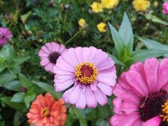 -石家庄市植物园